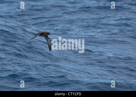 Sooty Shearwater (Puffinus griseus) in flight over the Scotia Sea. Stock Photo