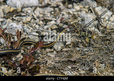 Male garter snake looking for a mate in early spring Stock Photo