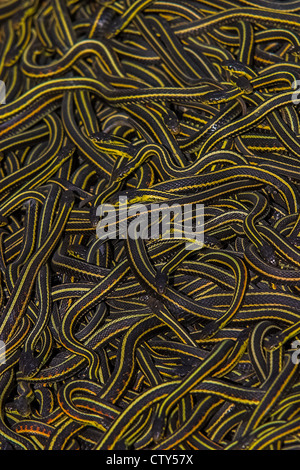 Garter snake Mating ball; males looking for a mate in early spring Stock Photo