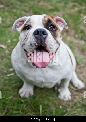 Australian bulldog Stock Photo