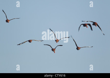 Black-bellied Whistling Duck - in flight Dendrocygna autumnalis South Padre Island Texas, USA BI022786 Stock Photo