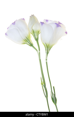 Group of balloon flowers isolated on white background Stock Photo