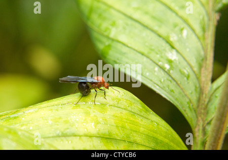 tropical ant or wasp on a leaf Stock Photo