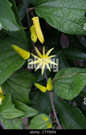 Citrus-Yellow Passion Flower, Passiflora citrina, Passifloraceae. Hondurus, Central America.