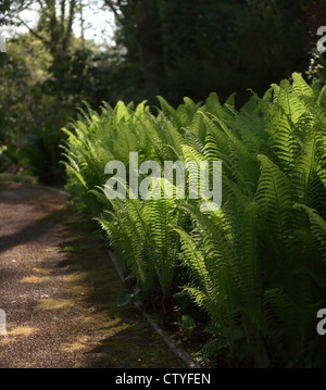 Architectural, moisture loving fern, Matteuccia struthiopteris, AGM, (Shuttlecock Fern), edges a shady woodland path. UK, April Stock Photo