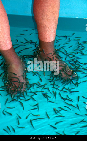 Foot pedicure given by doctor fish on the island of Ko Samui, Thailand. Stock Photo