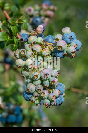 Blueberry bush, New Jersey, USA Stock Photo