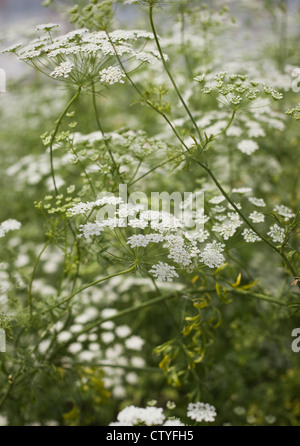 Delicate, white summer flowering umbellifer, Ammi majus, (Bishop's Flower), Oxfordshire, United Kingdom, July