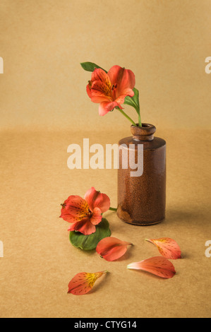 red flower in antique pharmaceutical bottle Stock Photo