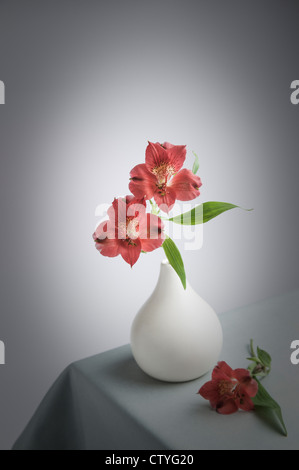 two Alstroemerias in white Vase Stock Photo