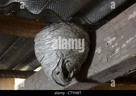 Wasps nest hanging from the roof Stock Photo