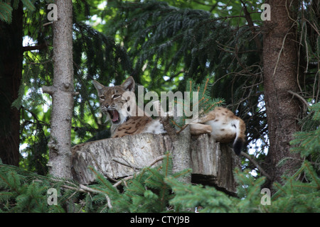 Lynx showing his sharp teeth Stock Photo