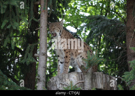 Lynx showing his sharp teeth Stock Photo