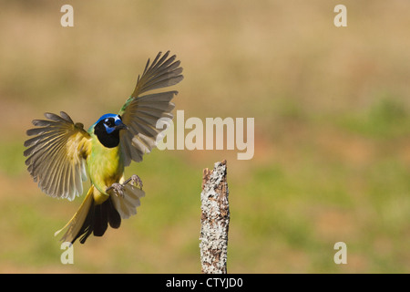 Green Jay (Cyanocorax yncas) adult landing, Starr County, Rio Grande Valley, South Texas, USA