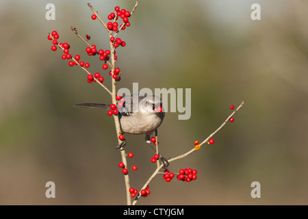 Northern Mockingbird (Mimus polyglottos), adult eating Possum Haw Holly (Ilex decidua) berries, Starr County, Texas Stock Photo