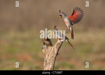 Pyrrhuloxia (Cardinalis sinuatus), male and female fighting, Starr County, Rio Grande Valley, South Texas, USA Stock Photo