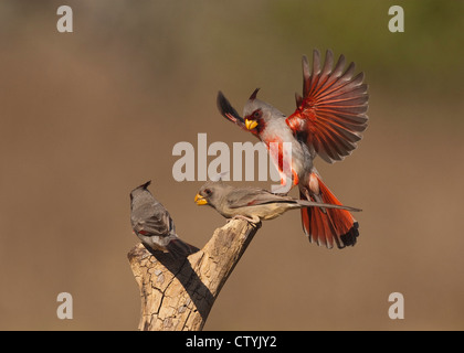Pyrrhuloxia (Cardinalis sinuatus), male and female fighting, Starr County, Rio Grande Valley, South Texas, USA Stock Photo