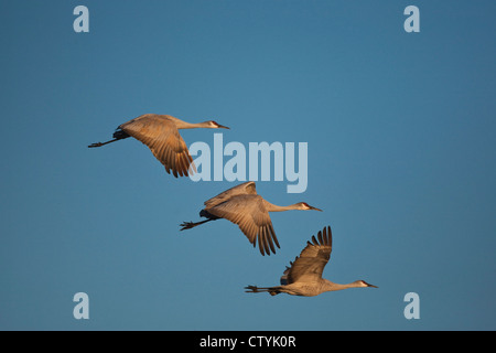 Sandhill Crane (Grus canadensis) adults in flight, Bosque del Apache National Wildlife Refuge , New Mexico, USA Stock Photo
