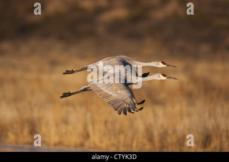 Sandhill Crane (Grus canadensis) adults in flight, Bosque del Apache National Wildlife Refuge , New Mexico, USA Stock Photo