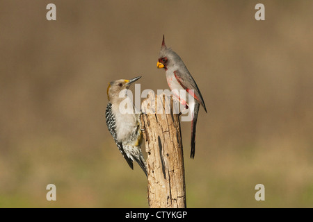 Pyrrhuloxia (Cardinalis sinuatus), male and Golden-fronted Woodpecker (Melanerpes aurifrons) perched, Starr County, Texas