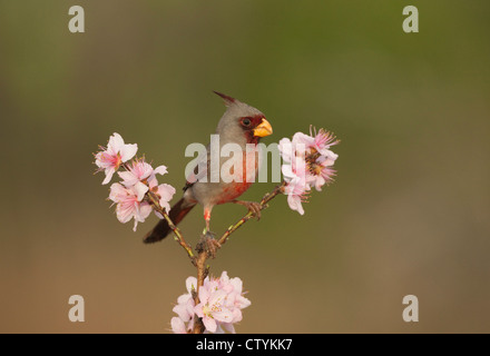 Pyrrhuloxia (Cardinalis sinuatus), male perched on blooming peach tree (Prunus persica), Starr County, Rio Grande Valley, Texas Stock Photo