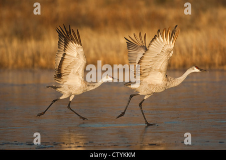 Sandhill Crane (Grus canadensis) adults taking off, Bosque del Apache National Wildlife Refuge , New Mexico, USA Stock Photo