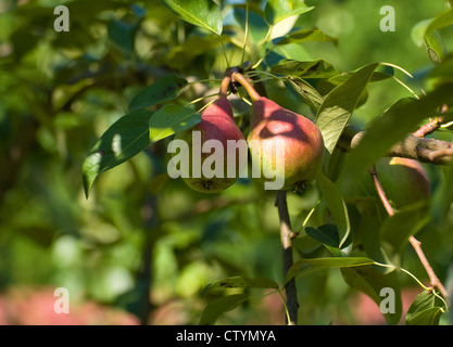 pears Stock Photo
