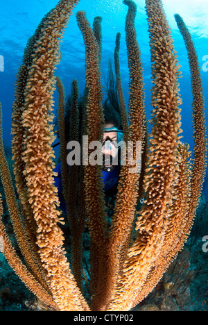 Female Diver is looking through Soft Corals, Belize, Caribbean Sea, Atlantic Ocean Stock Photo