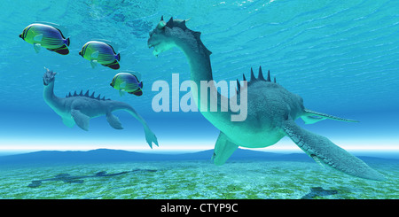 Two Sea Dragon fight over territory while three Redfin Angelfish swim away. Stock Photo