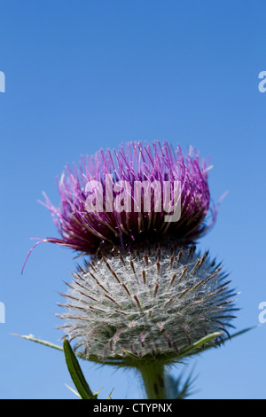 Cirsium vulgare. Thistle flowerhead against a blue sky. Stock Photo