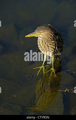 Immature Black- Crowned Night Heron (Nycticorax nycticorax) wading in shallow water of pond, Aurora Colorado US Stock Photo