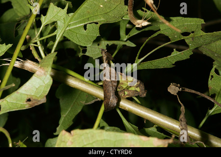 dead leaf mantis on leaf Stock Photo