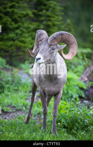 Rocky Mountain Bighorn Ram (Ovis canadensis), Northern Montana Stock Photo