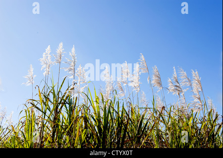 Sugar cane in blossom at South Johnstone near Innisfail, Cassowary Coast, Queensland Stock Photo