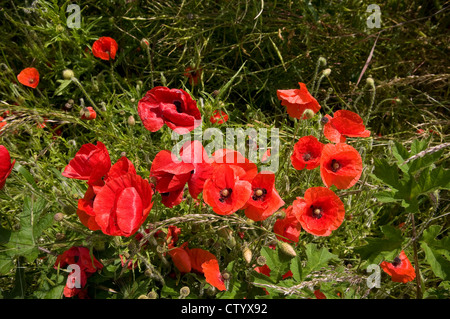 Exuberant poppies growing on the Rathfinny Estate near Alfriston, East Sussex, UK Stock Photo