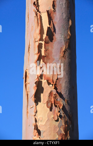 Bark peeling off from the trunk of a lemon scented gum (Corymbia citriodora) eucalyptus tree Stock Photo