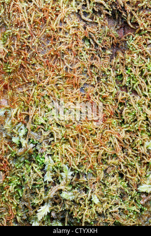 Nowellia curvifolia, Rustwort, liverwort, Wales, UK. Stock Photo