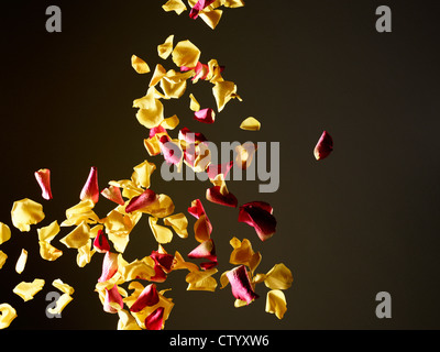 Colorful flower petals flying in air Stock Photo