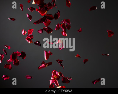 Colorful flower petals flying in air Stock Photo