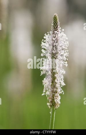 Plantago lanceolata, Plantain, Ribwort, White. Stock Photo
