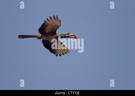 African Grey Hornbill (Tockus nasutus) Western Division The Stock Photo