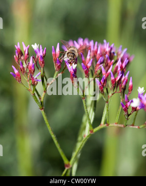 European honey bee (Apis mellifera) on a Limonium / Perennial Blue Statice (Limonium perezii) flower. Stock Photo