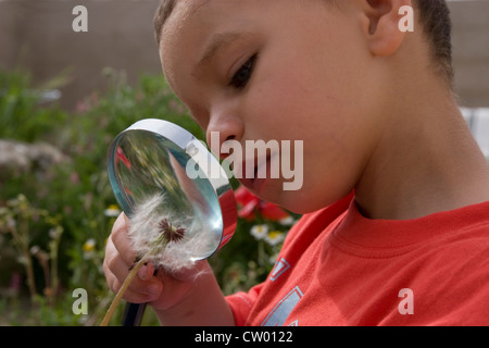 little boy studying dandelion seeds through magnifying glass Stock Photo