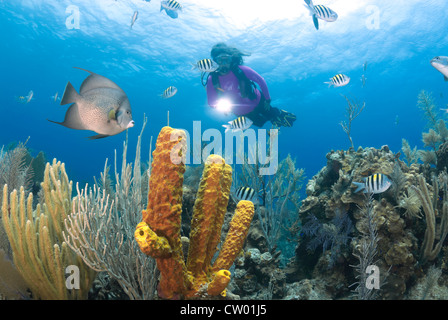 Scuba Diver swimming over tropical coral reef with Queen Angelfish (Holacanthus ciliaris) and Sponges Stock Photo