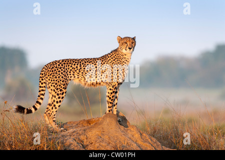 Cheetah female (Acinonyx jubatus), Phinda private game reserve, Kwazulu Natal, South Africa, June 2012 Stock Photo