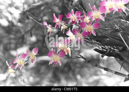 purple tropical flowers Stock Photo