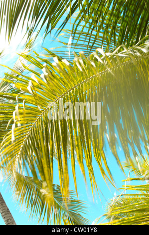 Palm fronds, rustling in the wind Stock Photo