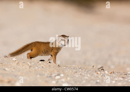 Yellow mongoose baby, Cynictis penicillata, Kgalagadi Transfrontier Park, South Africa Stock Photo