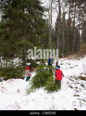 Family dragging Christmas tree in forest Stock Photo