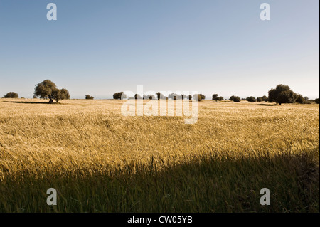 Olive trees growing in a field of ripe durum wheat (triticum durum), used for making pasta (Sicily, Italy) Stock Photo